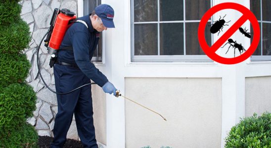 Dinar Kene İlaçlama böcek ilaçlama ve haşere kontrolü — ilaclama-tr.com
